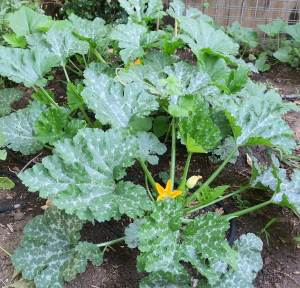 Season of Zucchini -- Fall Garden Soup